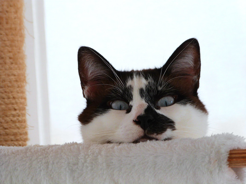 cat peeking over couch